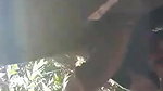 Cute Girl Blowjob In Jungle