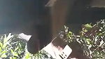 Cute Girl Blowjob In Jungle