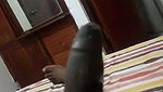 Lankan Wife Blowjob Till Hubby Cum