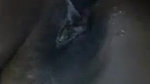 Desi Girl Nude Vid Call