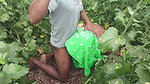 Bengali Couple Having Sex in the Jungle, Sex Video Goes Viral.