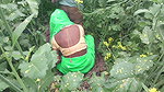 Bengali Couple Having Sex in the Jungle, Sex Video Goes Viral.