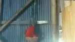 Desi Girl On Video Call