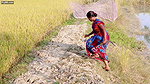Sumona boob Today i will Cook Pomfret fish vlog