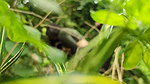 Indian Jungle Sex Video ft House Stage by Rekhadevi Desi Couple