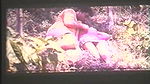 Roshini Roshni Outdoor Sex