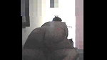 Chubby Bhabhi with her Devar