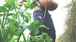 Village mai sarso ke khet mai chudai