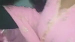Desi Girl Blowjob