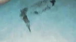 Very Beautiful Paki Girl Captured After Seal Break Cum Dripping from Pussy