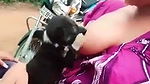 Puppy sucking milk from a desi wife’s boobs directly tiktok