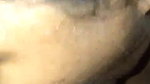 Horny Babe Sucking Dick Like A Lolipop