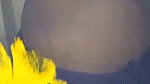 Honey-telugu private show