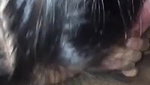 Inexperienced Asian Girl Blowjob