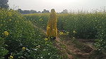 Mamta bhabhi ko khet me le jakar doggystyle me choda outdoor.