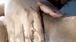 Hot_Malika19 Private show pussy fingering1
