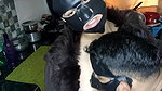 RUBDIPUSSY (2) blowjob
