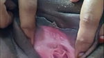 SexyIndianCouple Private show hard pee show