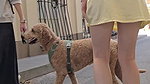 Desperate teen naked in public and fucks to pay rent 3_d245cc12