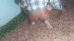 18 YEARS BEAUTIFUL INDIAN VILLAGE WIFE FUCK AT MIDNIGHT