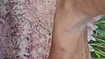 After several days, I fucked my elder sister-in-law in the open field, in the style of doggy and my ass was fucked loudly