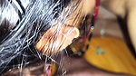 Brother-in-law fucked Mast Bhabhi naked and fucked a lot of ass