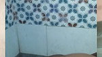 Desi bhabhi dancing before fuck her husband’s dick