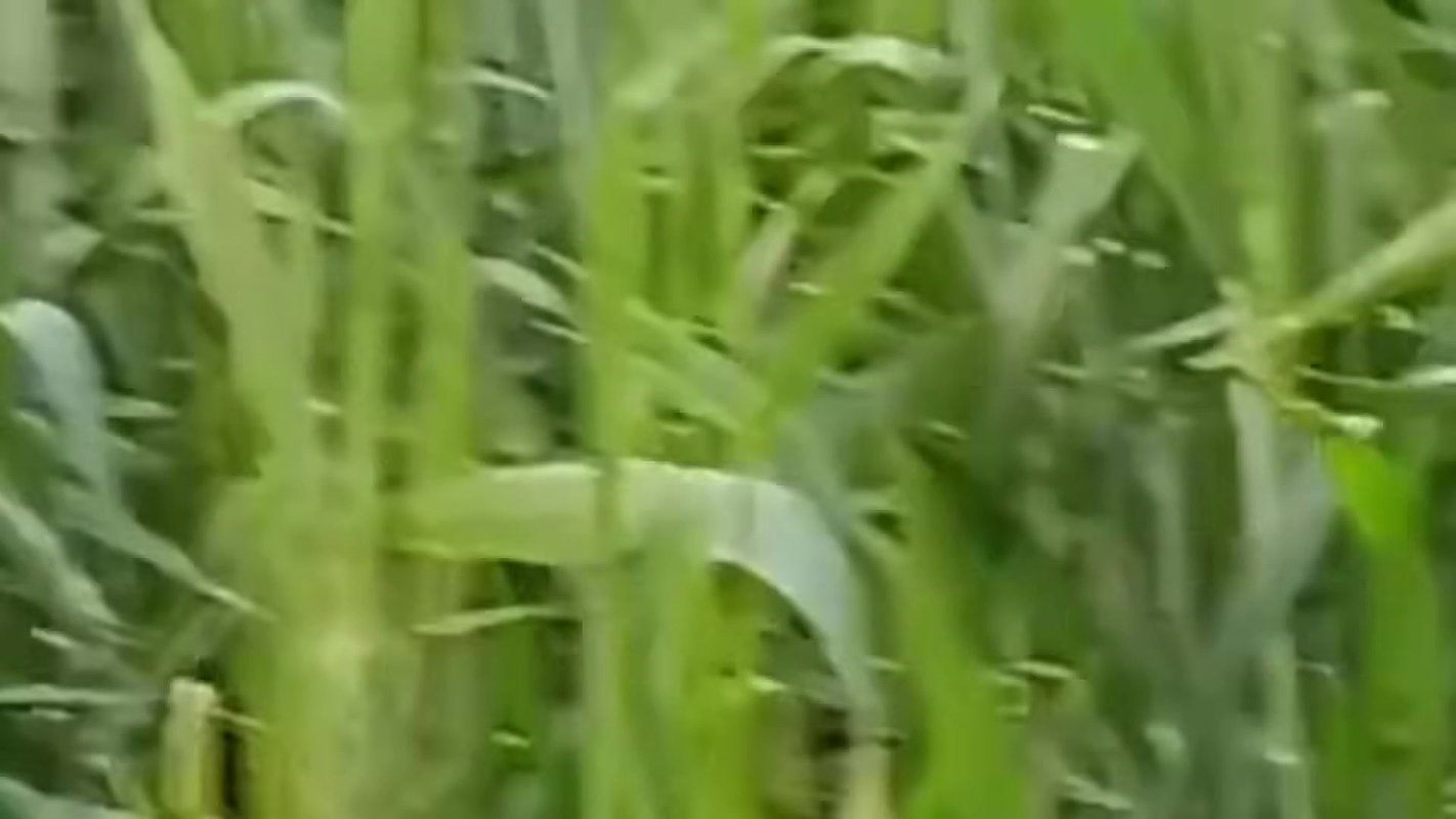 Desi Local Village Outdoor Fucking Village Outdoor Sex