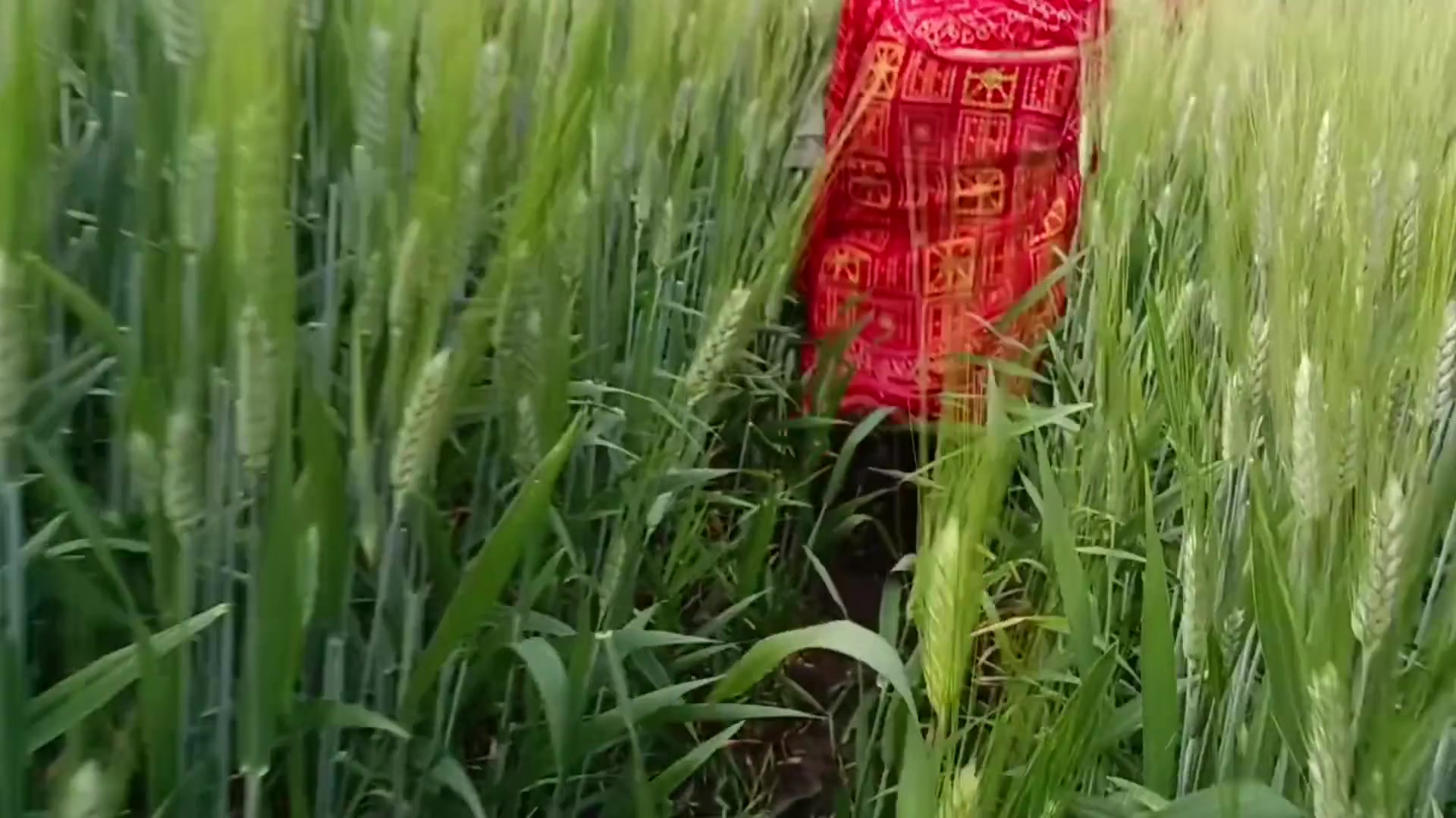 Frame 8