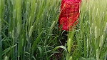 Desi Local Village Outdoor Fucking Village Outdoor Sex