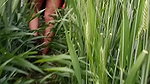 Desi Local Village Outdoor Fucking Village Outdoor Sex