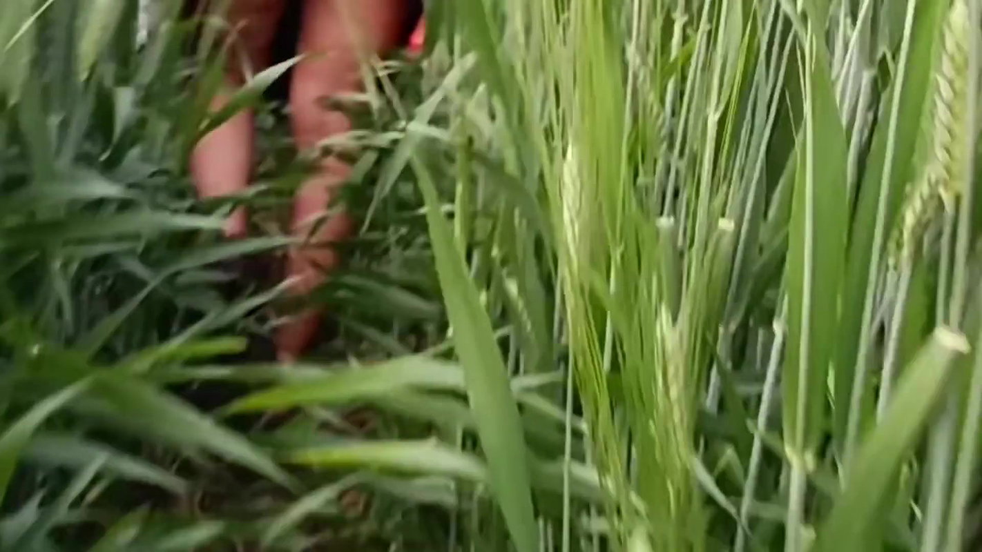 Desi Local Village Outdoor Fucking Village Outdoor Sex