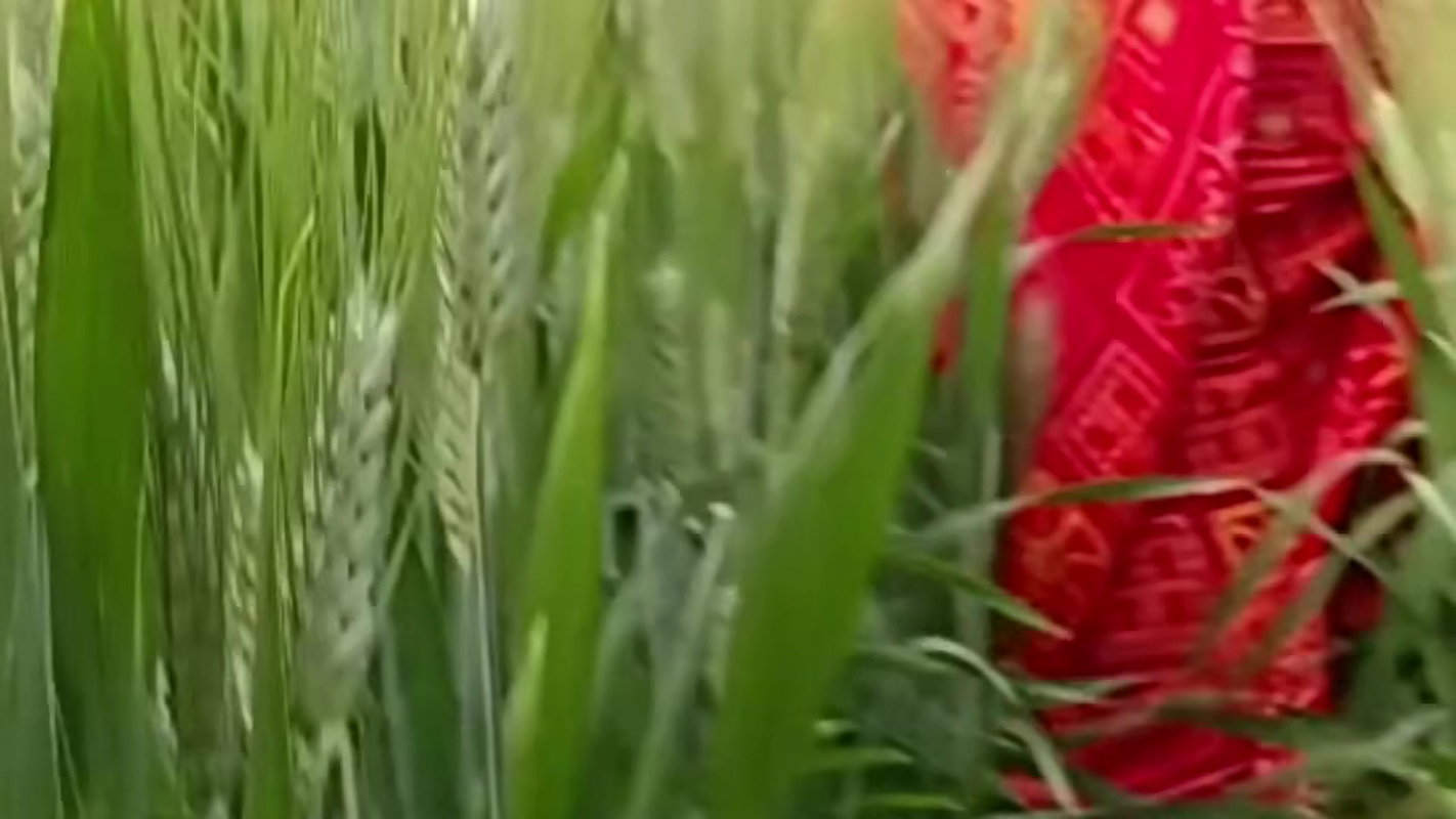 Desi Local Village Outdoor Fucking Village Outdoor Sex