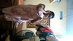 Curvy Desi Girl Record Nude Video