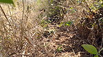 I Fucked My Old Girlfriend in the Forest