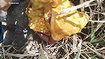 I fucked my sister in law in the corn field