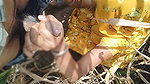I fucked my sister in law in the corn field