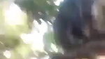 Village Lovers Jungle