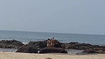 Teen anal threesome beach Analmal Training_ca946482