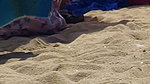Brazilian MILF pornstar Francys Belle ass fucked at the beach by Kevin White_2c27a2dd