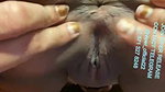 LoyalRiver 5 ticket show anal dildo fuck
