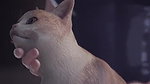 D.Va Magmallow Overwatch Animated Hentai 3D CGI Video
