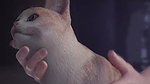 D.Va Magmallow Overwatch Animated Hentai 3D CGI Video