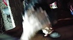 Wife Fucking And Giving Blowjob
