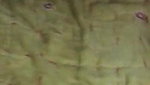 Desi fatty aunty suck her husband dick