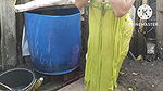 indian housewife bathing outside with dance