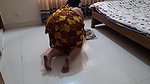 (Gujrati Maid Ki Jabardast Chudai Malik ke beta) Big ass Hot Maid Fucked by the owner’s son – Huge Cum Inside Ass.