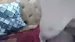 Naughtyannu 2 enjoying lovense in pussy