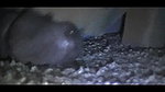 Hottie tramples black cock