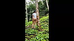Bokep Indo Hujan Gerimis Ngentot Di Hutan Area Bokep